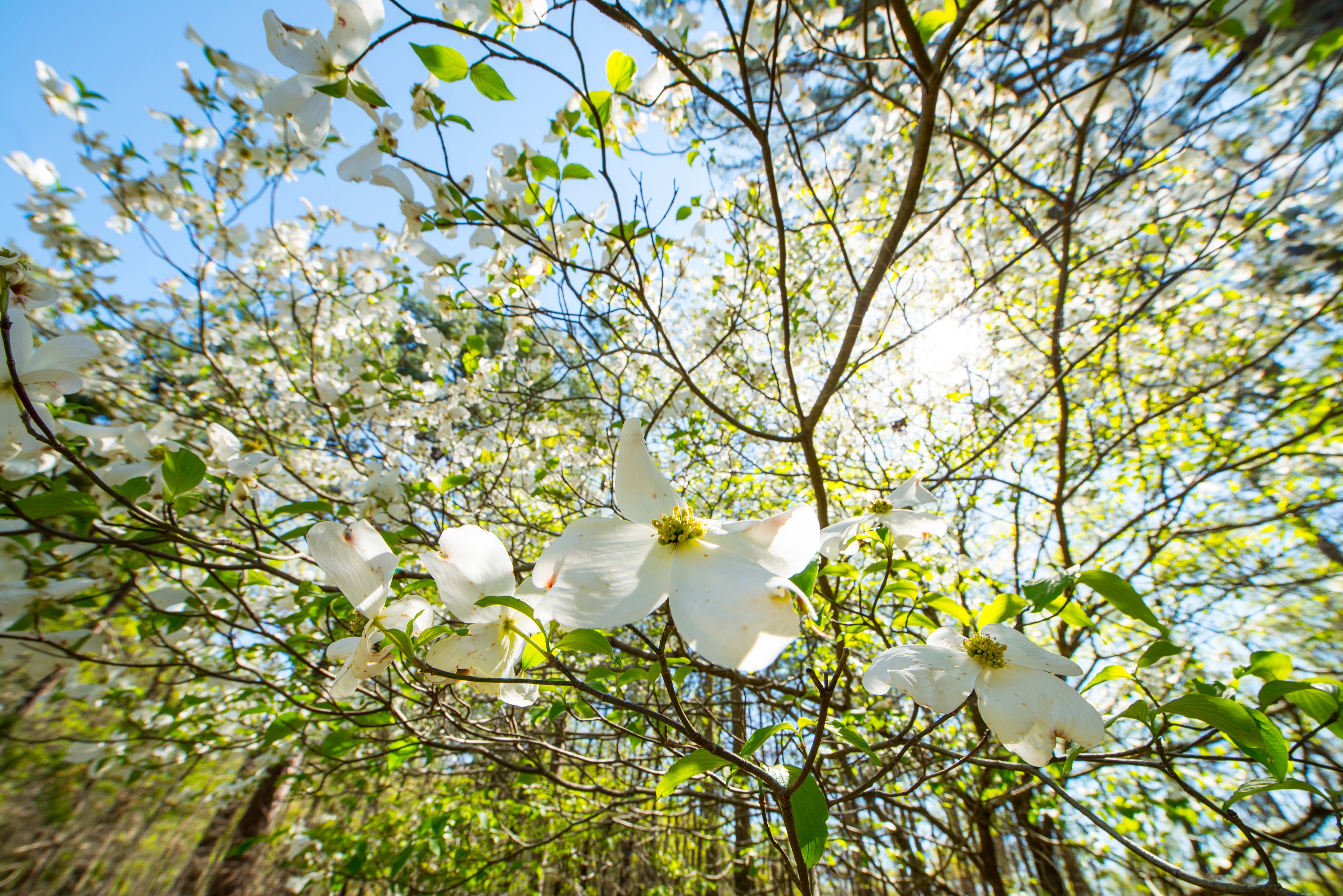 Best Places to See Spring Dogwoods